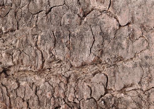 Wood bark wood with natural pattern background or texture