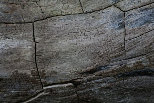 Burnt wood texture close-up with natural pattern