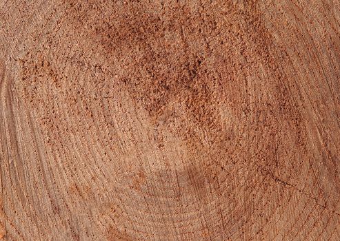 Cut of old log with cracks close-up with natural texture