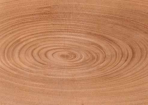 A cut of a trunk of wood with microcracks close-up