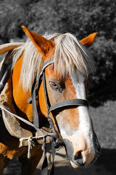 Harnessed lonely old horse with a very sad look.Horse. Old Mare