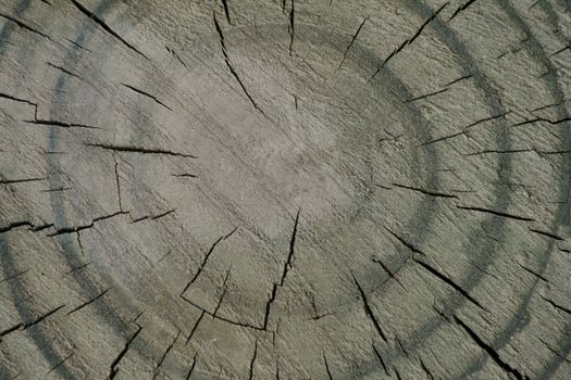 Cut of old log with cracks close-up with natural texture