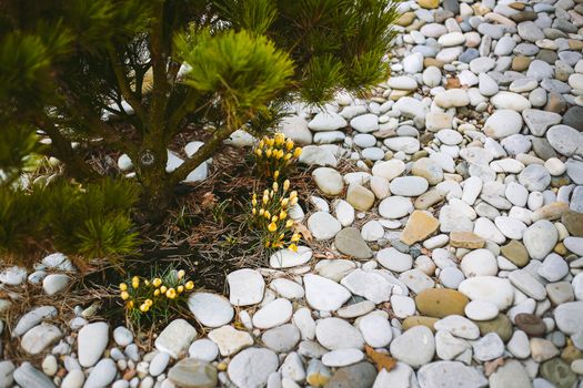 Yellow Crocus flower blooms in early spring near a private house and a conifer