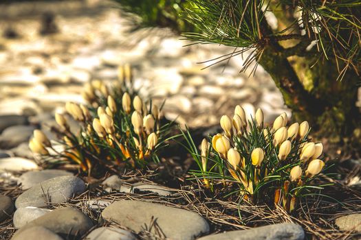 Yellow Crocus blossoms beautifully near a private house and coniferous shrubs and sea pebbles