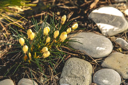 Yellow Crocus blossoms beautifully near a private house and a coniferous shrub