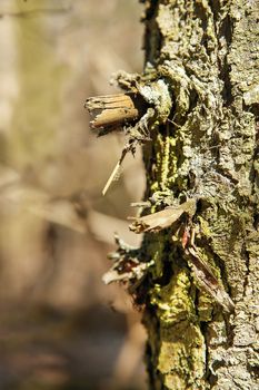 The trunk of the forest tree is covered with solid bitches.Texture.Background.