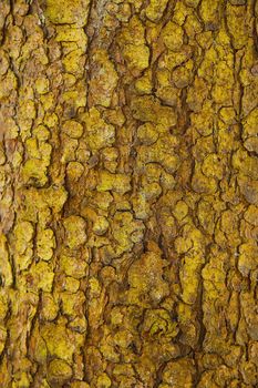 Bark of a forest tree with a textured surface .Texture.Background.