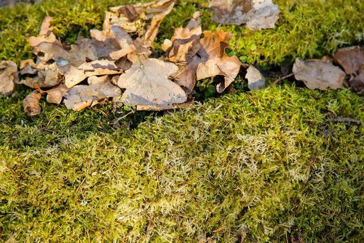 Green moss with dry oak leaves on the surface .Texture. Background.