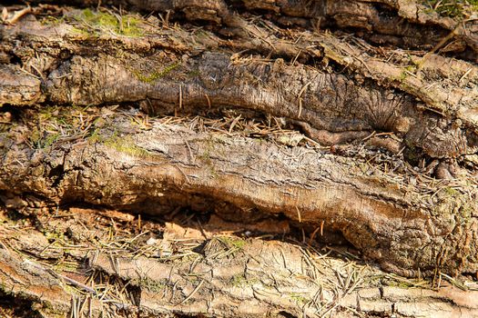 Old fallen tree with rough textured poverhnostyu .Background.