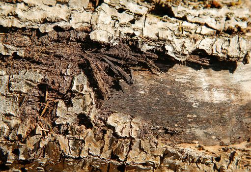 Rotted forest tree with a ragged bark of brown color .Texture.Background.