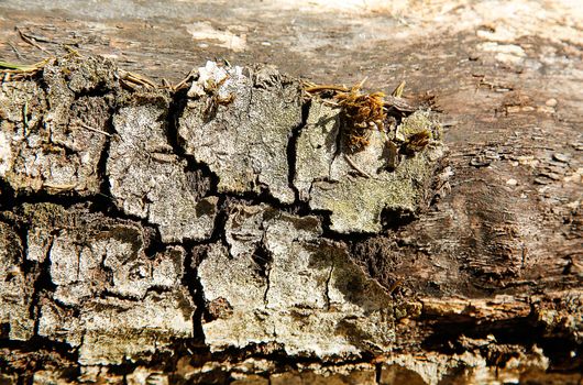 Rotted forest tree with torn bark .Texture.Background