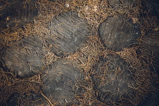 Forest path lined with round cut pieces of oak brown natural colors.Texture.