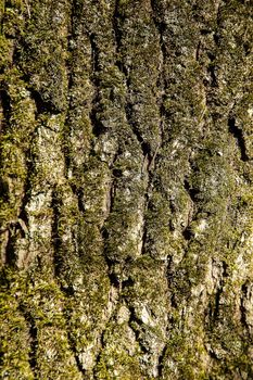 The bark of the forest tree is covered with green moss with a textured surface .Texture.Background.