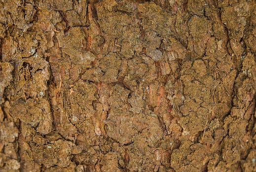 Wood bark of a forest tree with a natural brown pattern.Background.