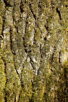 The forest tree is covered with green moss with a textured surface .Texture.Background.