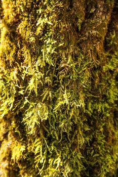 The trunk of the forest tree is covered with green moss with textured .Texture.Background.