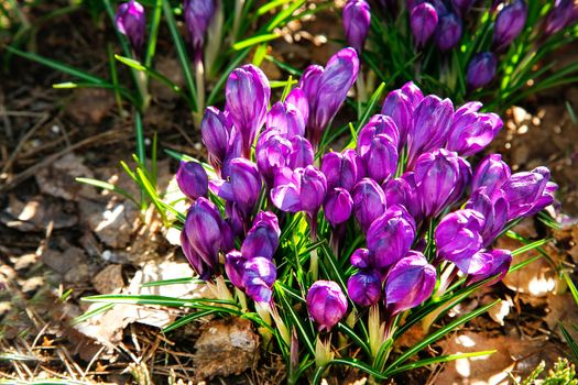 The first flowers of purple Crocus blossomed in the forest glade