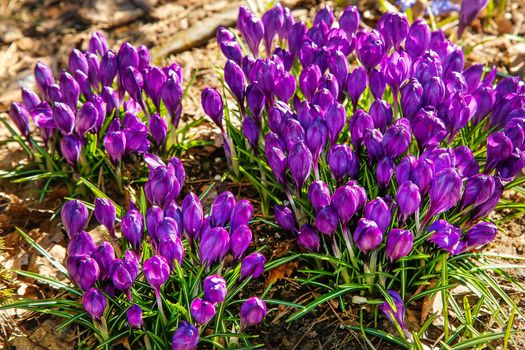 The first flowers of purple Crocus blossomed in early spring