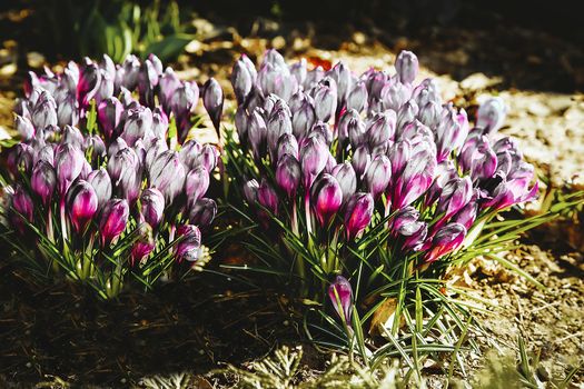 The first white-red Crocus flowers bloomed in the forest glade in early spring