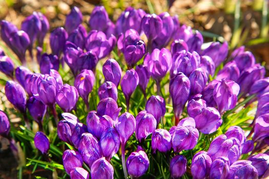 Bloomed in early spring, the first flowers of purple Crocus in the garden