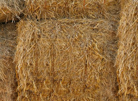 Yellow straw is pressed into huge round bales .Texture or background.