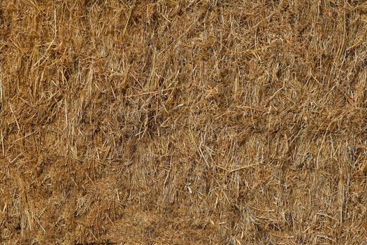 Pressed dry straw yellow .Texture or background.