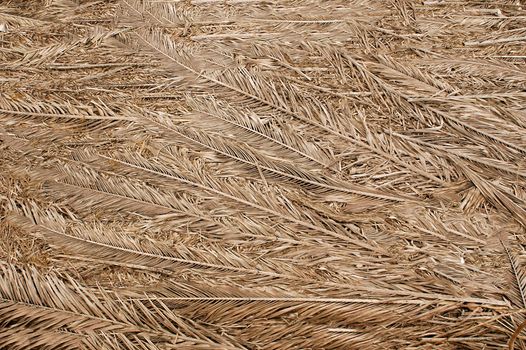 Dried palm branches of gray color laid out with each other .Texture or background.