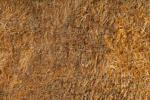 Yellow straw is pressed into bales .Texture or background.