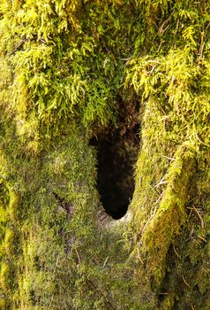 The trunk of the forest tree is covered with green moss with a hole inside