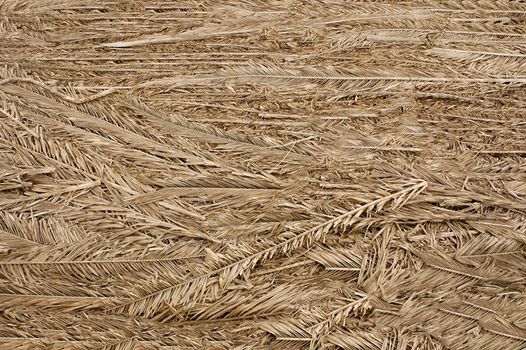 Dried palm branches are grey .Texture or background.