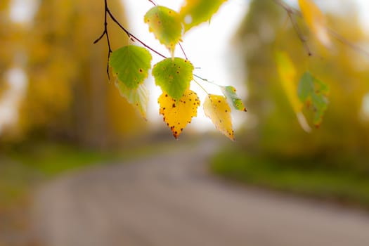 Yellow and green autumn birch leaves on a twig in a beautiful place in nature.