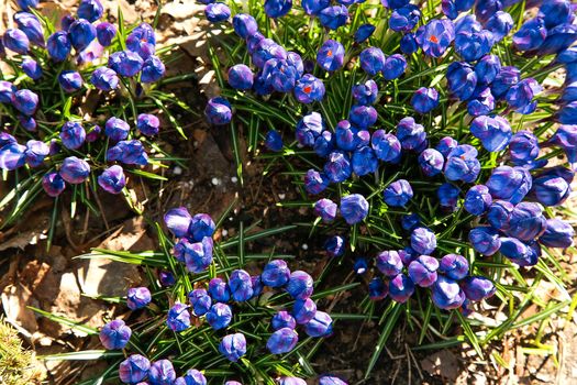 Blossomed in early spring the first flowers of blue Crocus in a forest glade