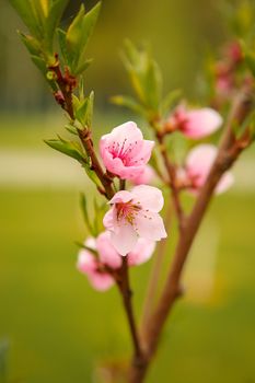 Close-up of apricot blossom in early spring.Texture or background.