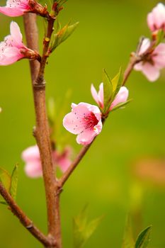 The branch of the peach in early spring closeup