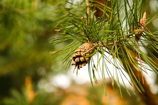 Ripe pine cone in the spring on a branch in my month.Texture or background.