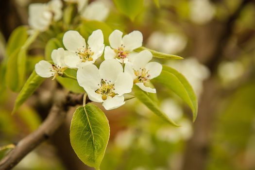 Flowering pears month may white flowers on the branch.Texture or background.