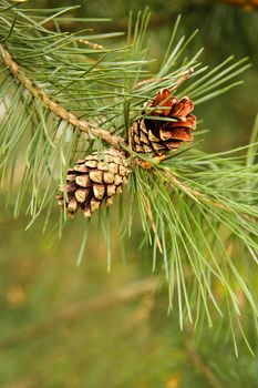 On the branch hang two open pine cones.Texture or background.