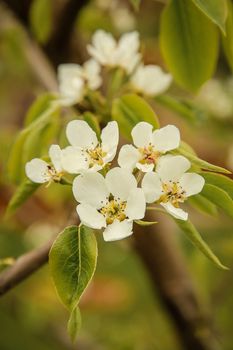 White flowers on the branch pear blossom in the spring.Texture or background.