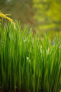 In the garden on a bed grew green tall grass.Texture or background.