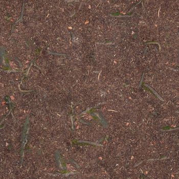 Forest soil with texture underfoot of small stones and protruding roots.Texture or background