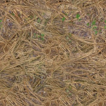 The forest soil is covered with marsh dry grass .Texture or background