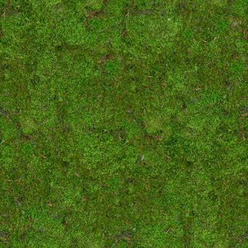 Forest soil is covered with green moss .Texture or background