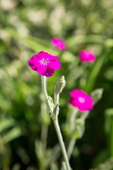In summer, small purple flowers bloomed in the Park on the flower bed.Texture or background