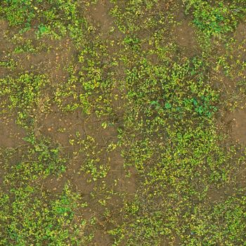 The ground is covered with green weeds of the ground cover .Texture or background