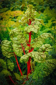 Grew enormous green leaf red beet.Texture or background