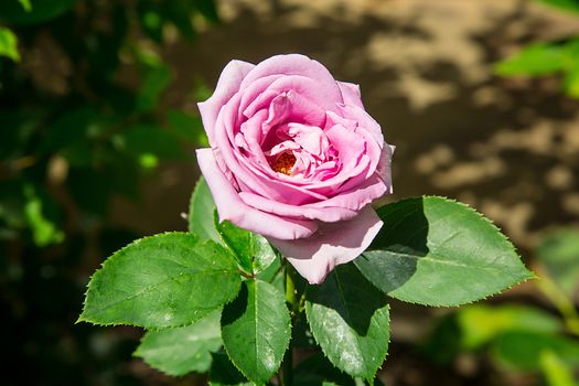 In the garden bloomed big rose Bud pink .Texture or background