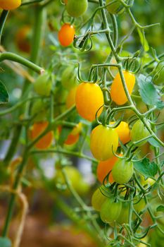 A handful of yellow tomatoes hangs on a branch in the greenhouse.Texture or background