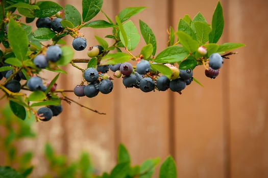 Blueberry weighs on a branch of a Bush close-up .Texture or background