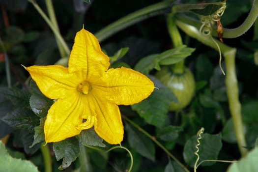 A yellow pumpkin flower bloomed in the garden close-up .Texture or Background