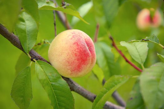 A peach is ripening on a tree in the garden.Texture or background